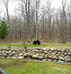 Bed and Breakfast, Drumming Woods, Cable